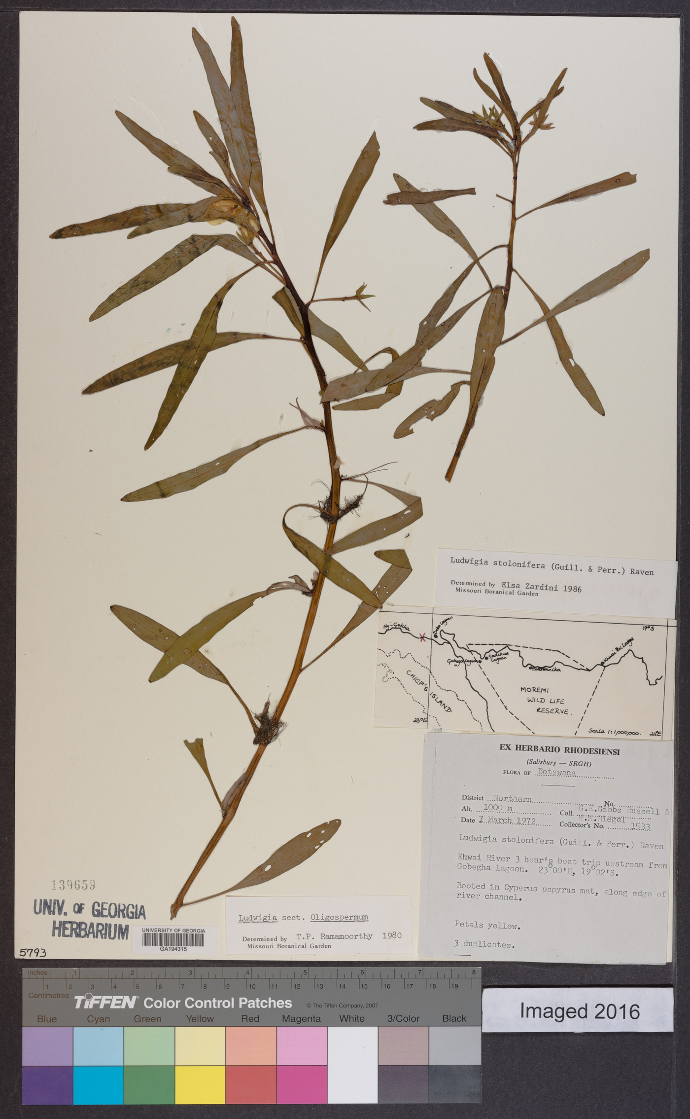 Ludwigia adscendens subsp. diffusa image