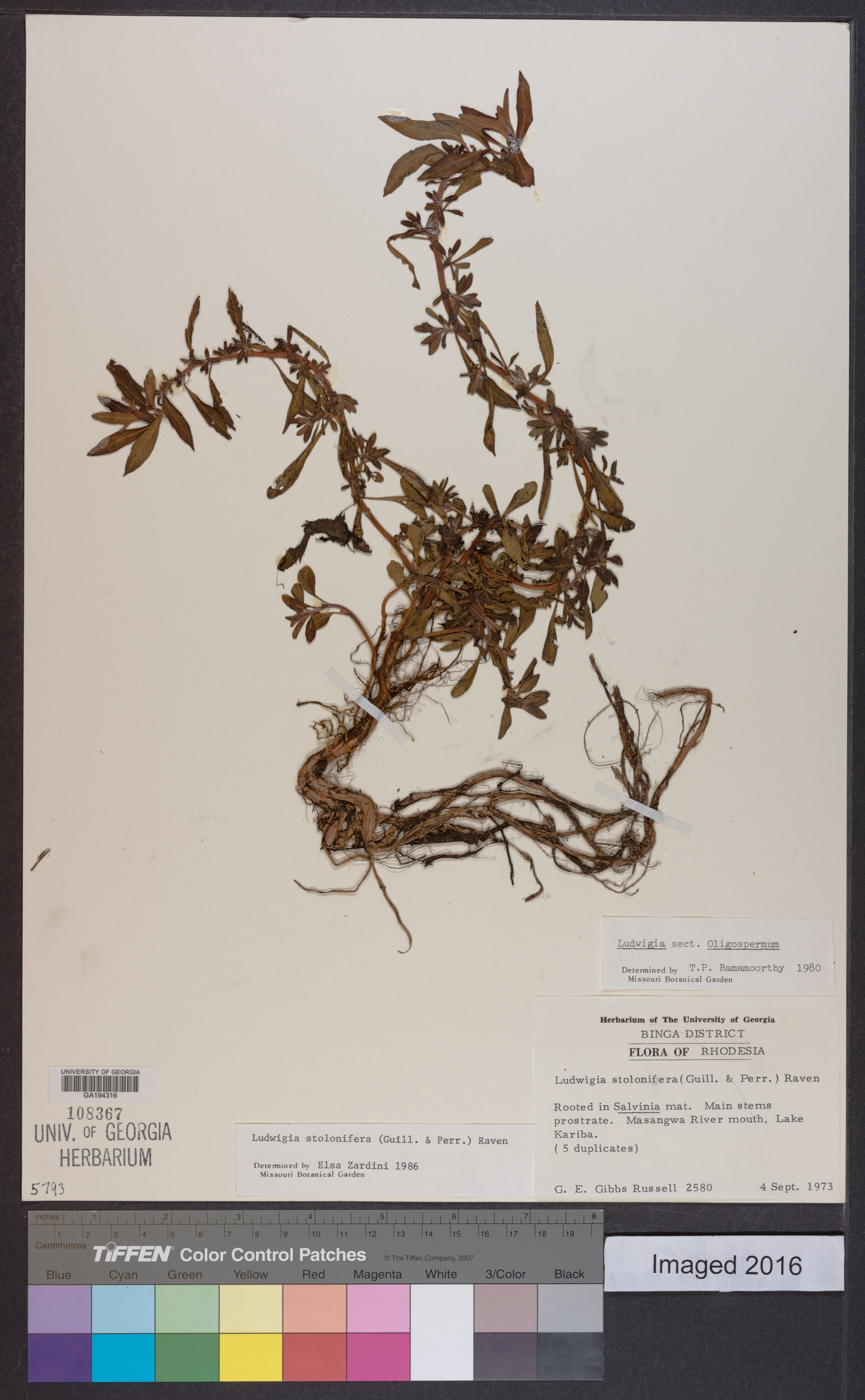 Ludwigia adscendens subsp. diffusa image