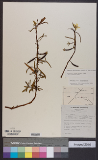 Ludwigia adscendens image