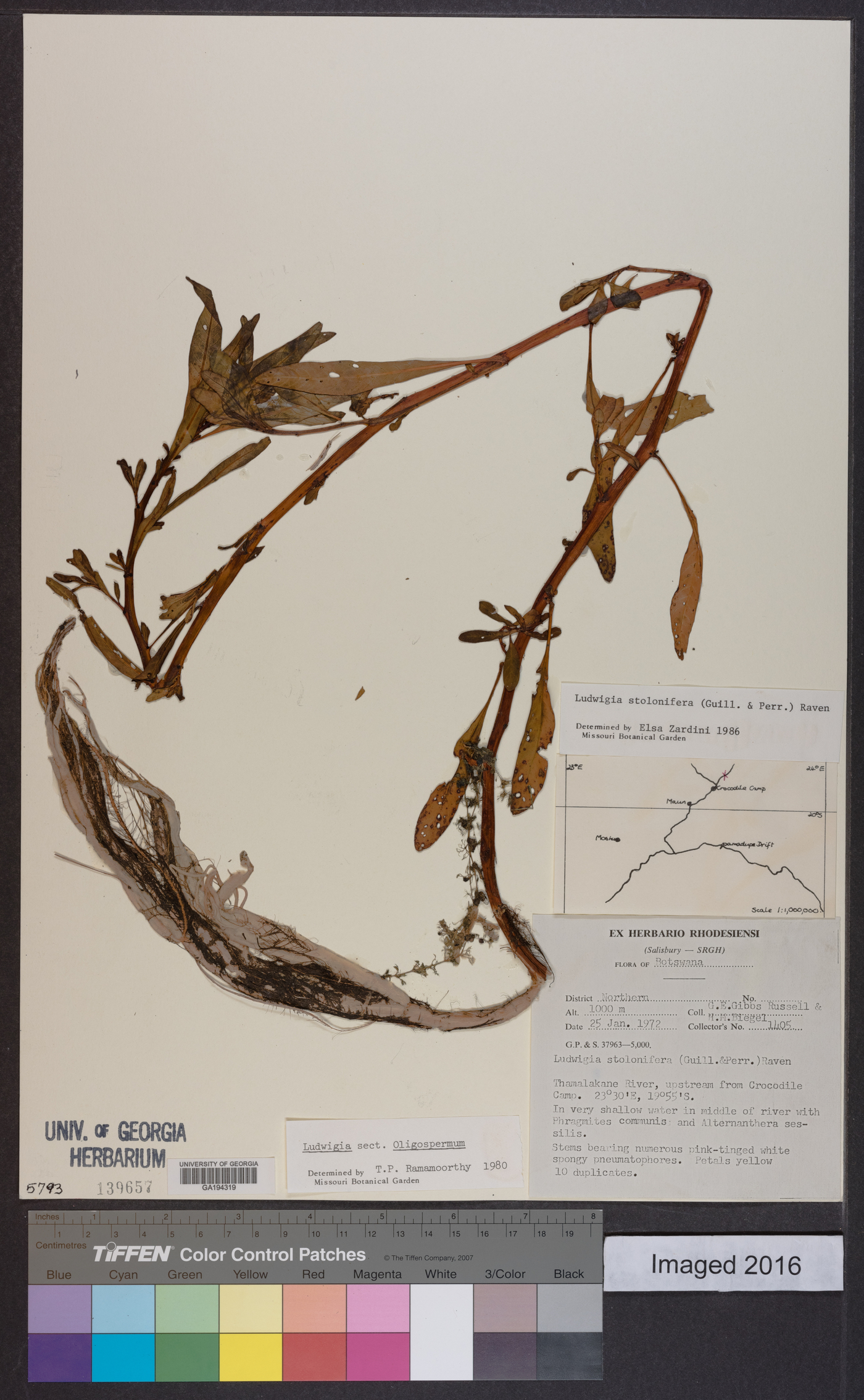 Ludwigia adscendens subsp. diffusa image