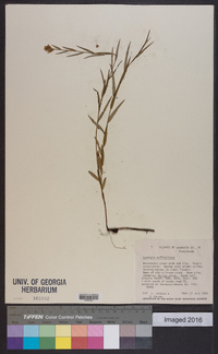 Ludwigia suffruticosa image