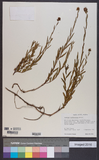 Ludwigia suffruticosa image