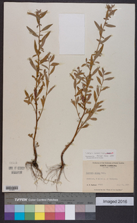 Ludwigia pilosa image