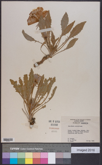 Oenothera cespitosa image