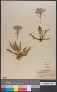 Oenothera cespitosa image