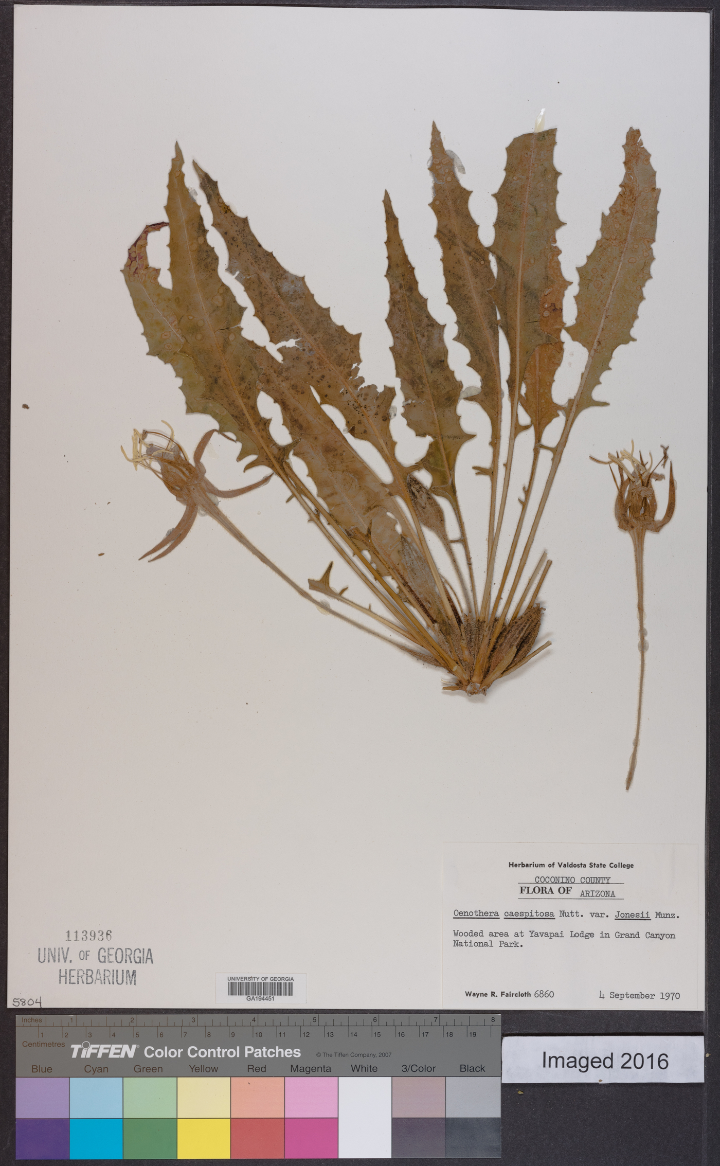 Oenothera cespitosa subsp. crinita image