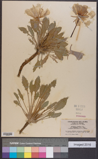 Oenothera cespitosa image