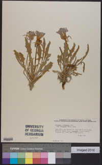 Oenothera cespitosa image