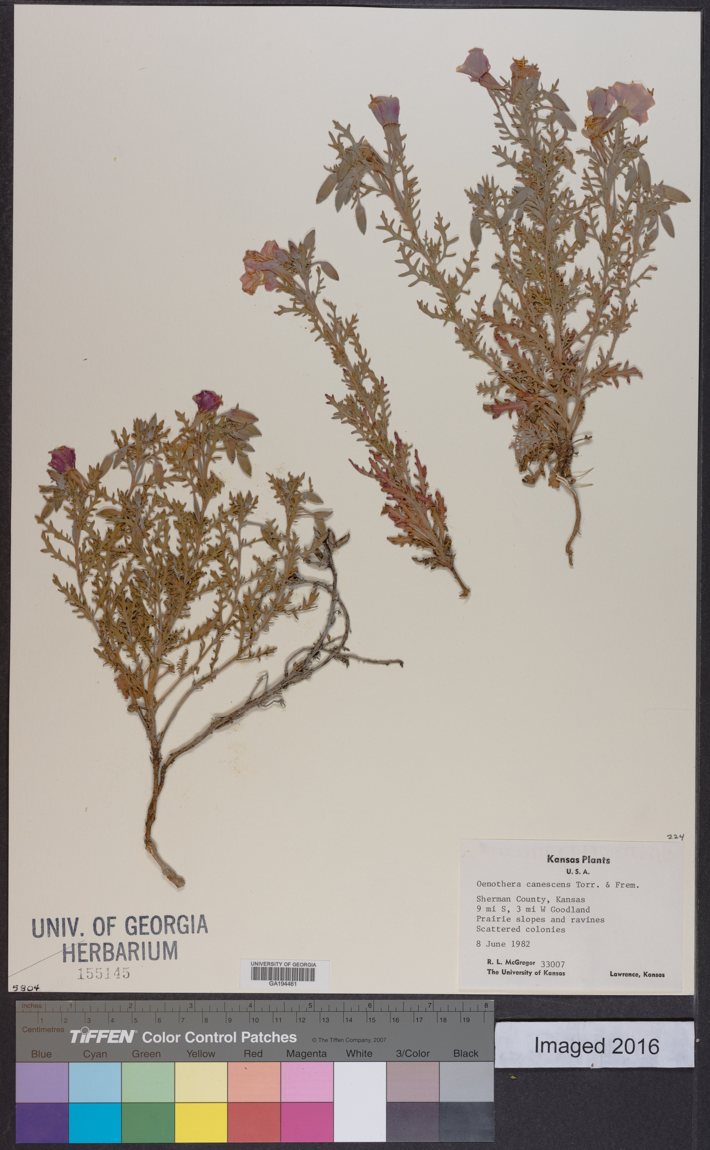 Oenothera canescens image