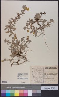 Camissonia cheiranthifolia subsp. cheiranthifolia image
