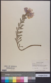 Oenothera drummondii image