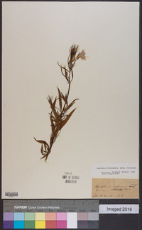 Oenothera fruticosa subsp. fruticosa image