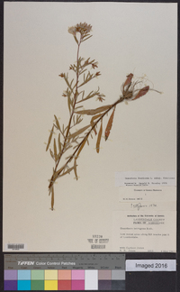 Oenothera fruticosa subsp. fruticosa image