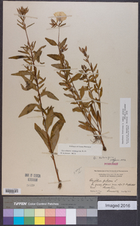 Oenothera fruticosa subsp. glauca image