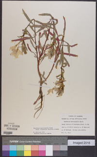 Oenothera heterophylla image