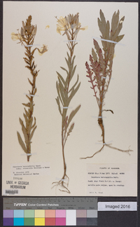 Oenothera heterophylla image