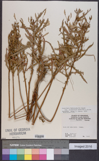 Oenothera heterophylla subsp. orientalis image