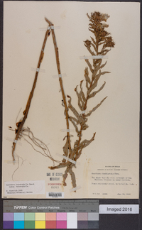Oenothera heterophylla subsp. heterophylla image