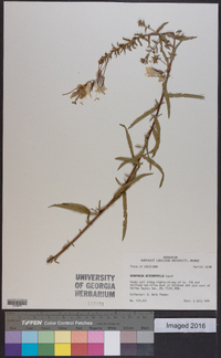 Oenothera heterophylla image