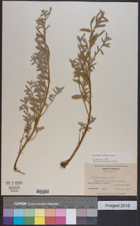 Oenothera humifusa image