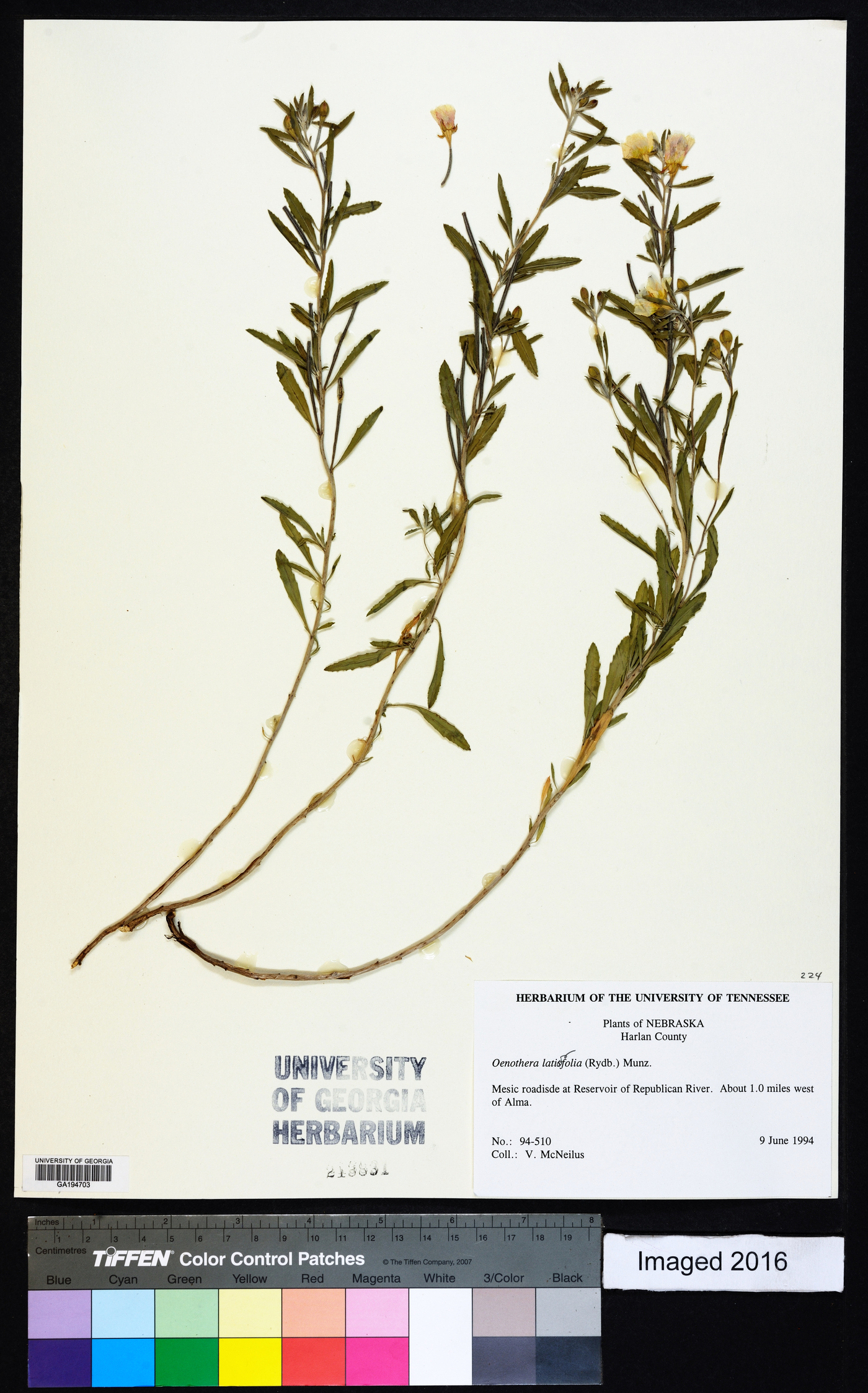 Oenothera latifolia image