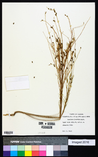 Oenothera linifolia image