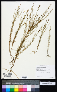 Oenothera linifolia image