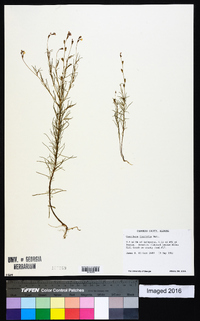 Oenothera linifolia image