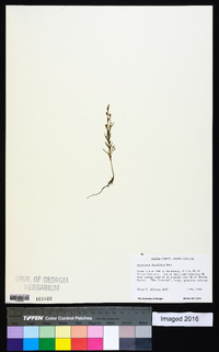 Oenothera linifolia image