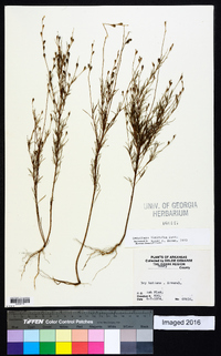 Oenothera linifolia image