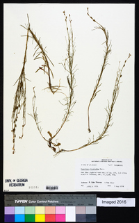 Oenothera linifolia image