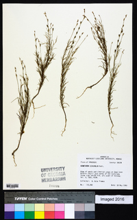 Oenothera linifolia image