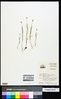 Oenothera linifolia image