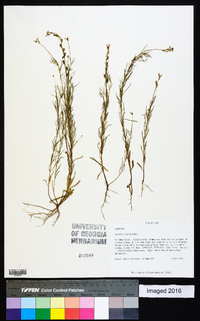 Oenothera linifolia image