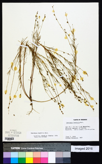 Oenothera linifolia image