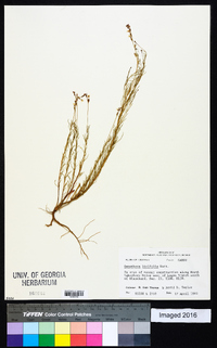 Oenothera linifolia image