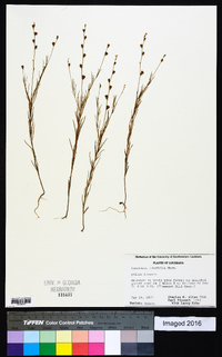 Oenothera linifolia image