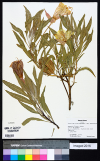 Oenothera macrocarpa image