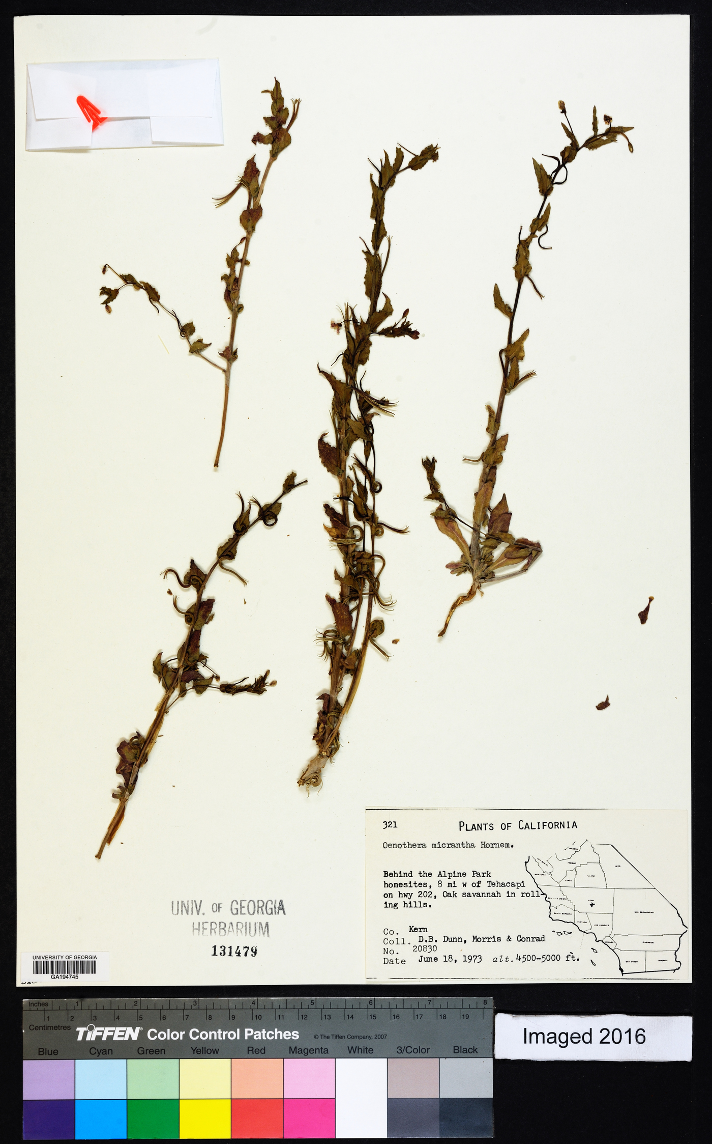 Gayophytum micranthum image