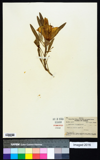 Oenothera macrocarpa image