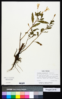 Oenothera parviflora image