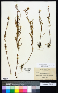 Oenothera perennis image