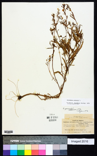 Oenothera perennis image