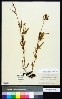 Oenothera perennis image