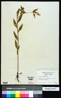 Oenothera pilosella image