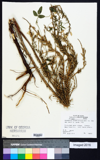 Oenothera rhombipetala image