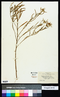 Oenothera serrulata image