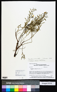 Oenothera serrulata image