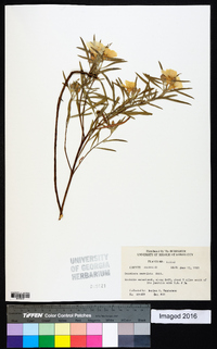 Oenothera serrulata image