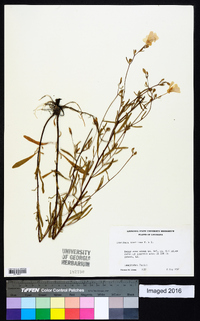 Oenothera spachiana image